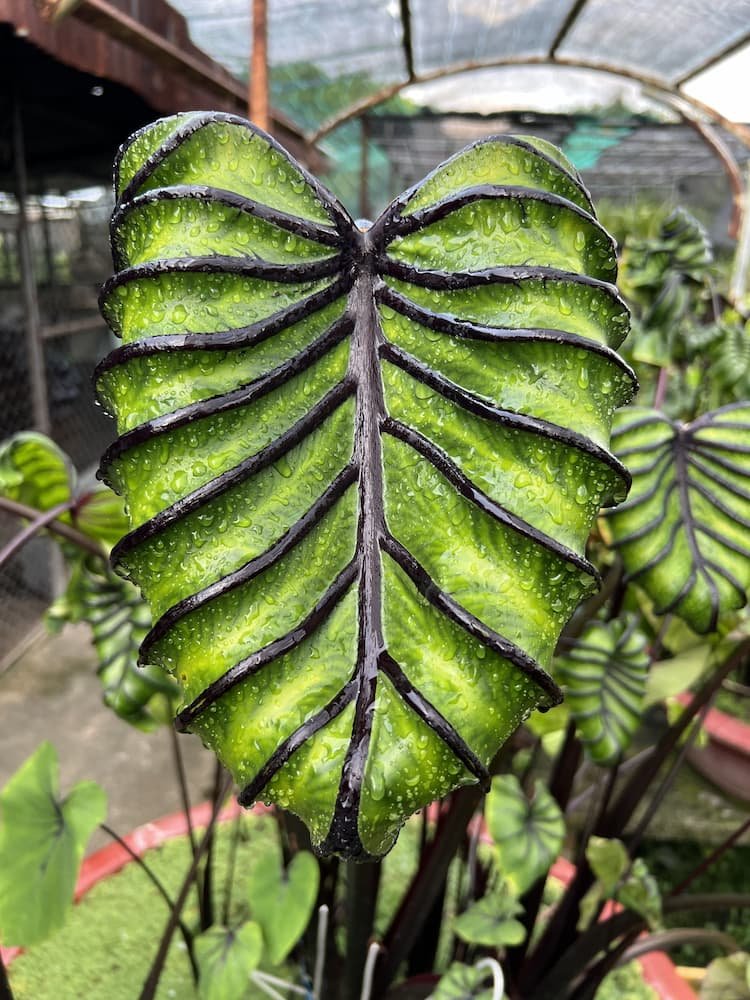 Colocasia Esculenta Pharaoh'Mask 3