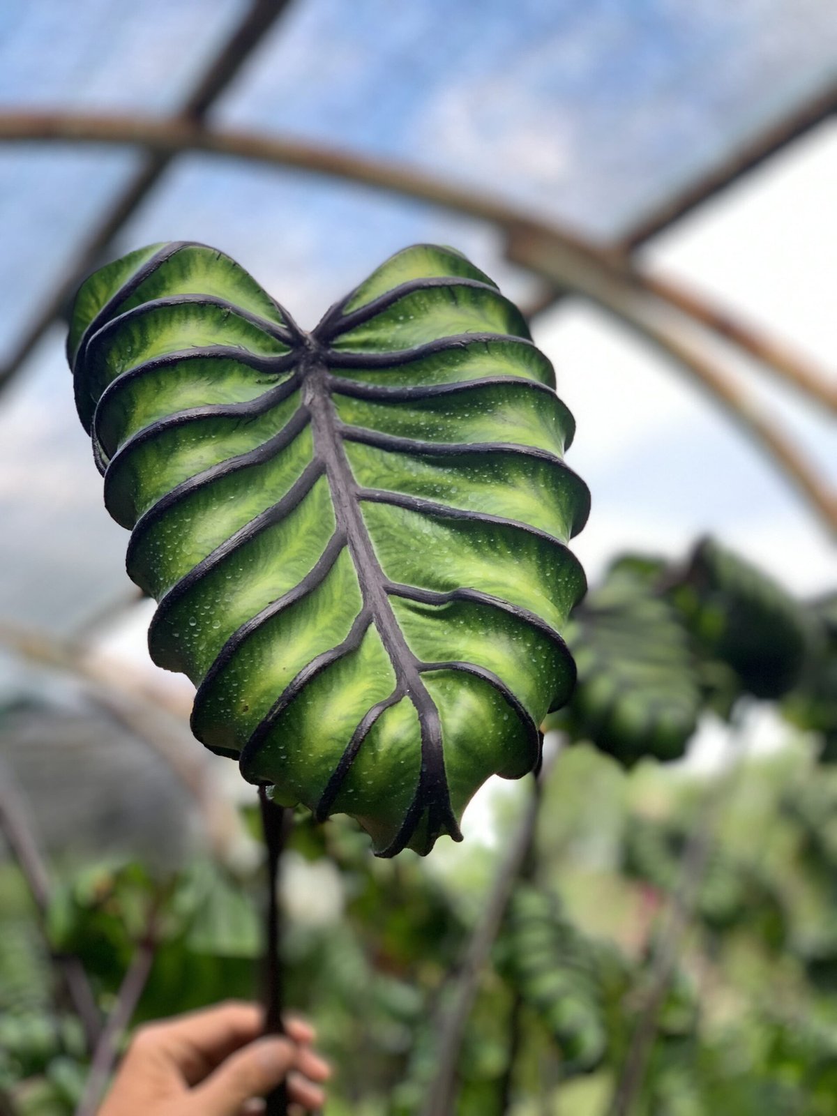 Colocasia Esculenta Pharaoh'Mask 2