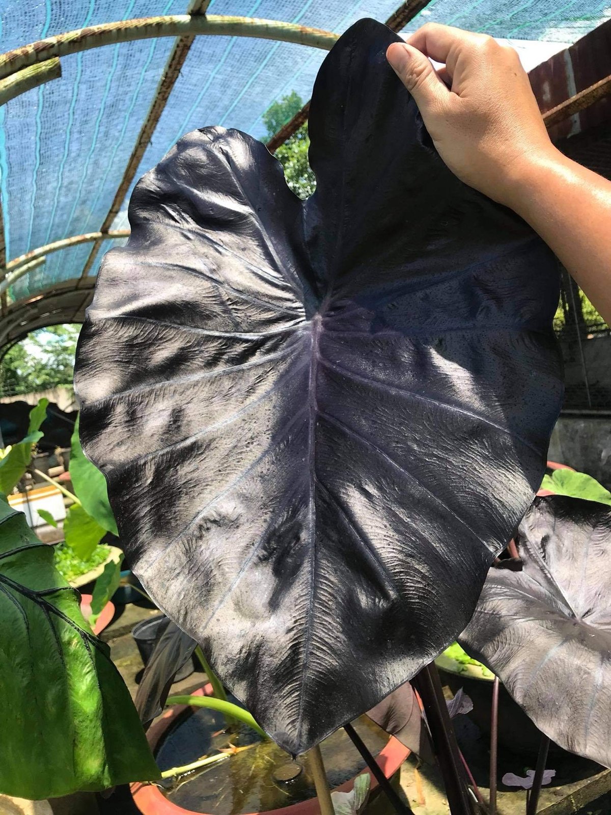 Colocasia Esculenta Black Coral 2