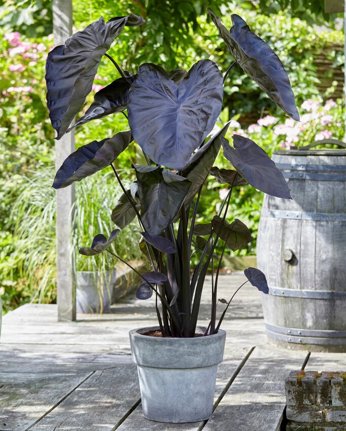 Colocasia Esculenta Black Coral