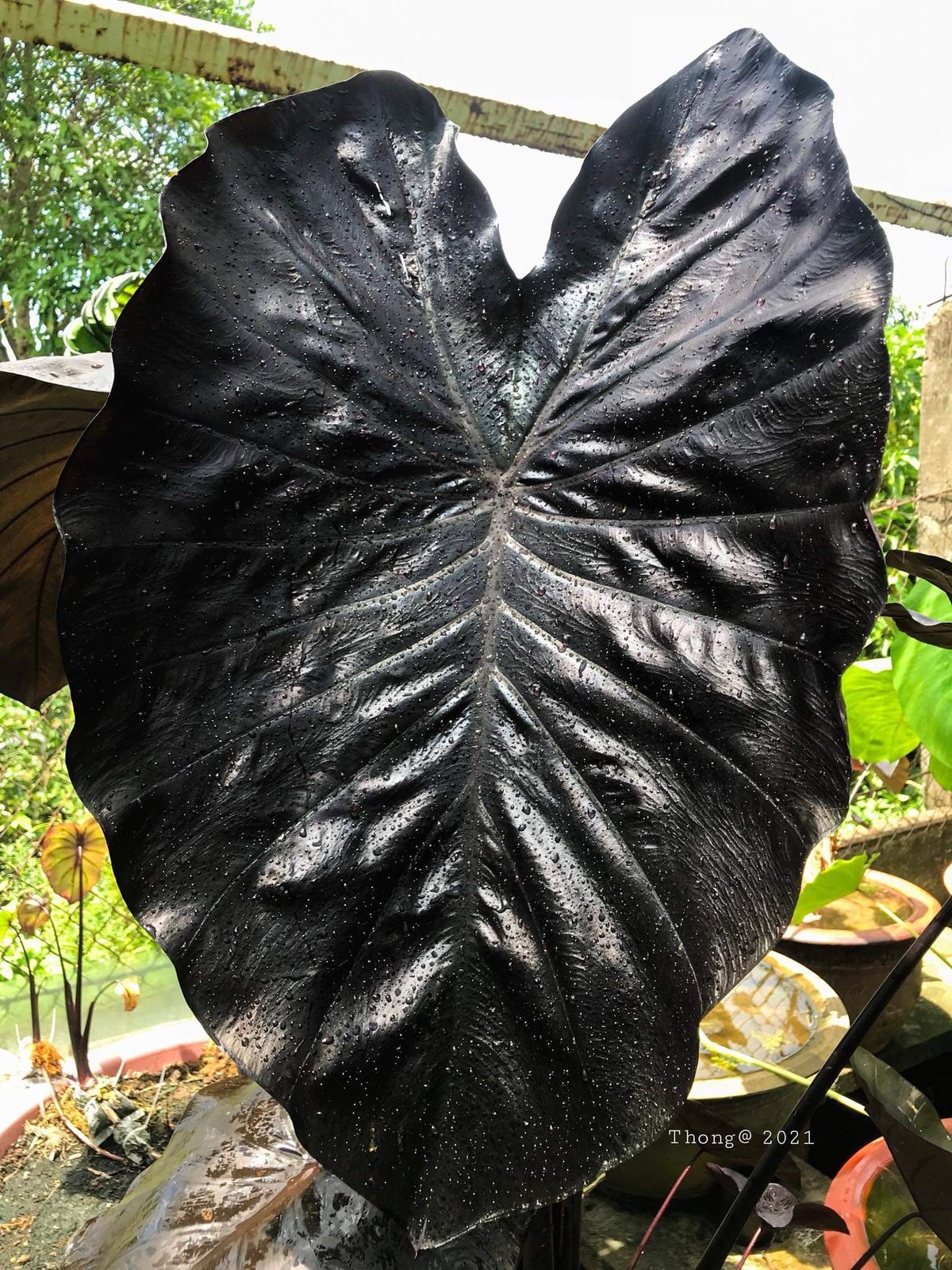 Colocasia Esculenta Black Coral 3