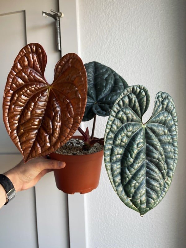 Anthurium Corrugatum
