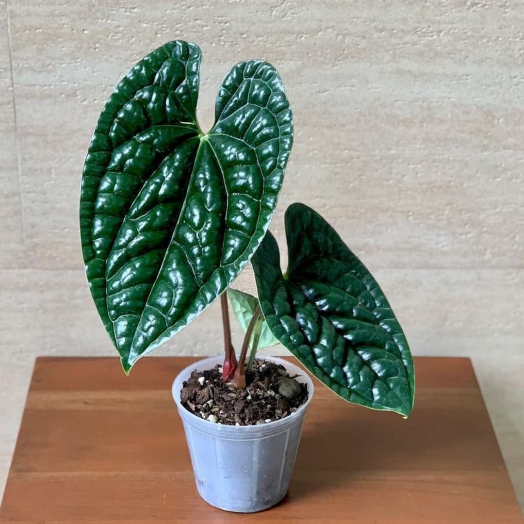 Anthurium Luxurians 2