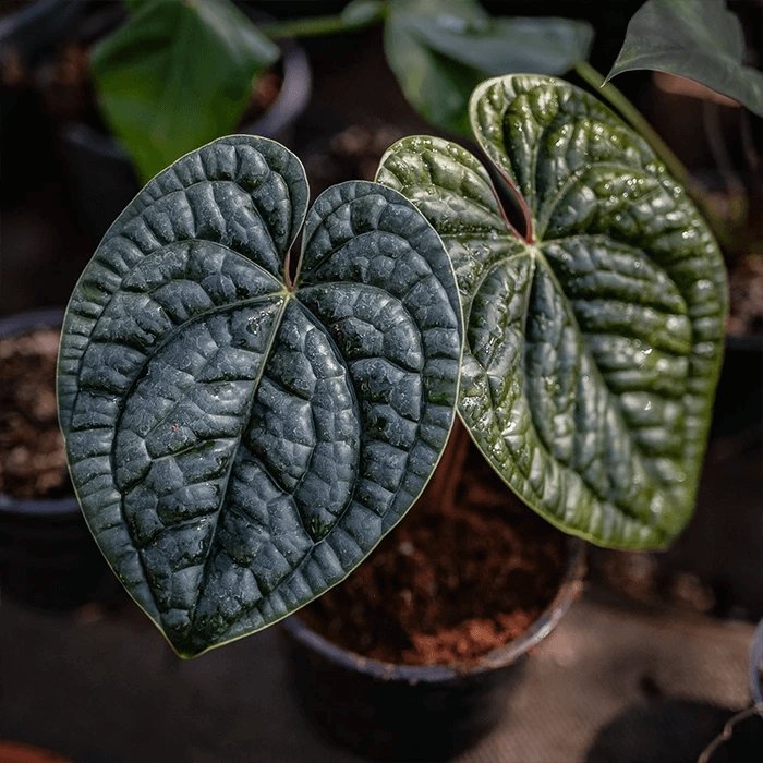 Anthurium Luxurians 3