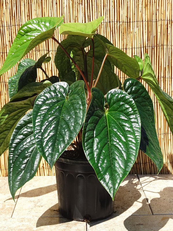 Anthurium Splendidum 2