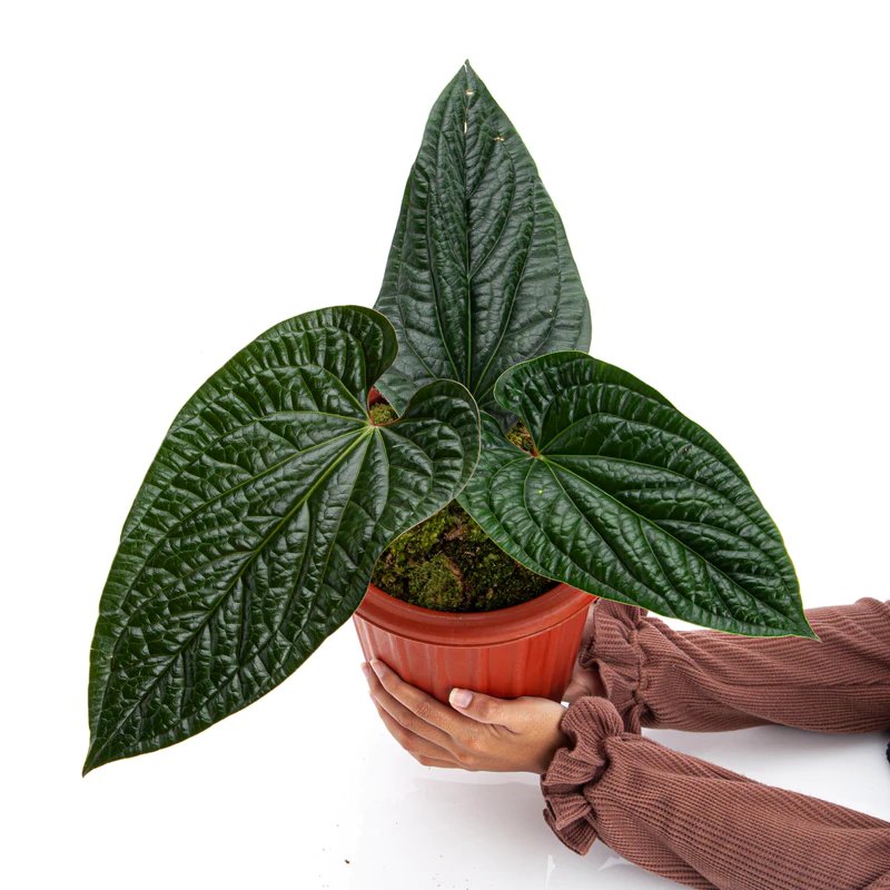 Anthurium Splendidum