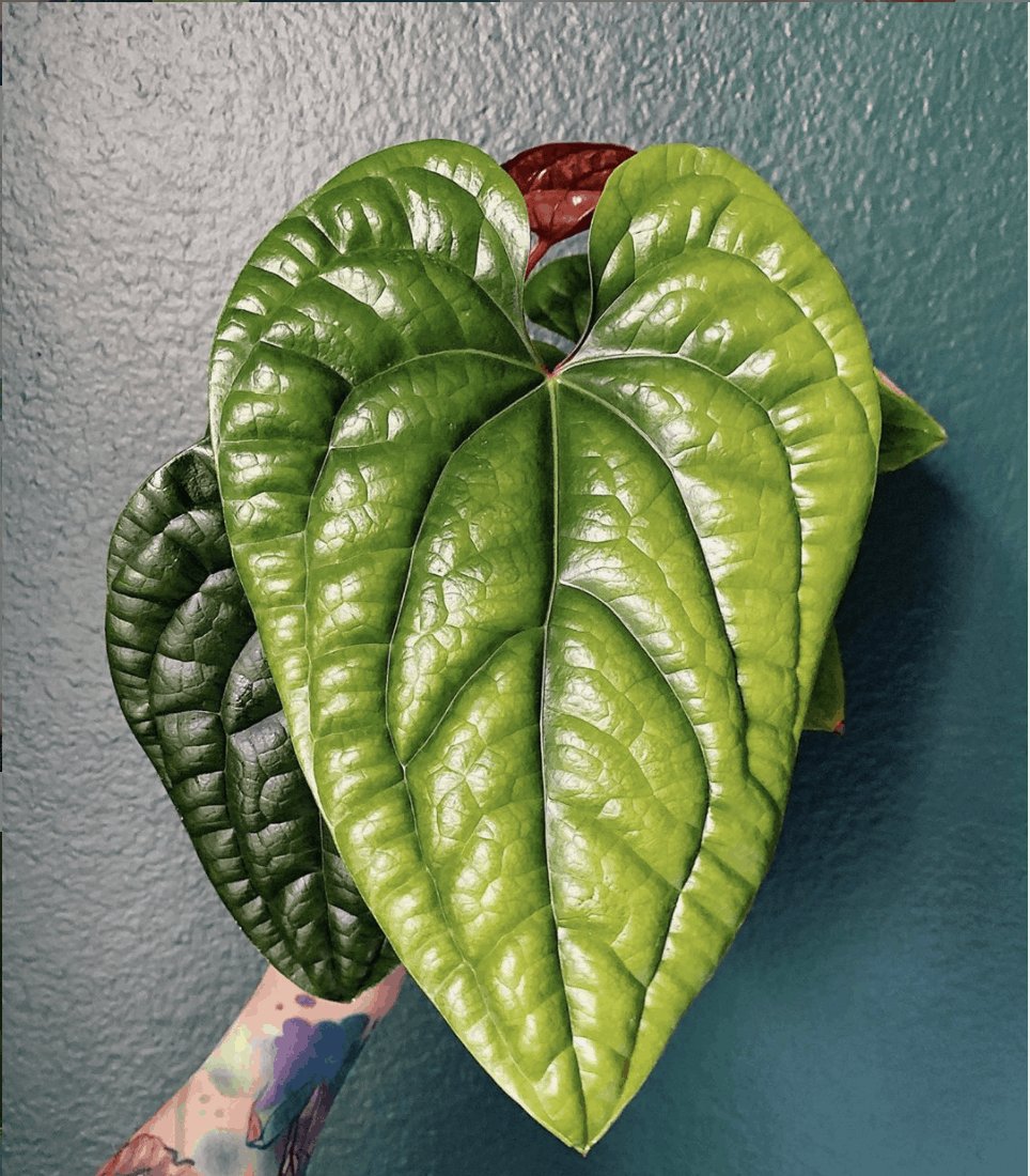 Anthurium Splendidum 3