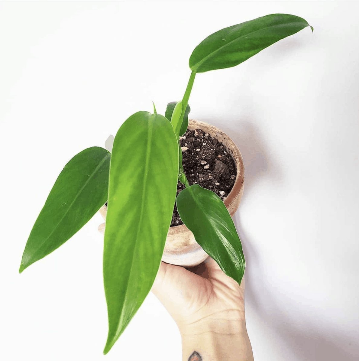 Anthurium Pendulifolium 2