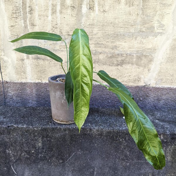 Anthurium Pendulifolium 3