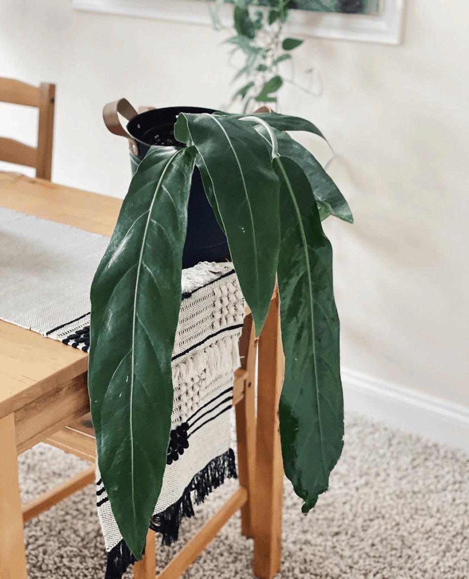 Anthurium Pendulifolium