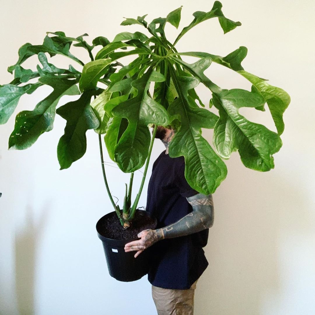Anthurium Clavigerum