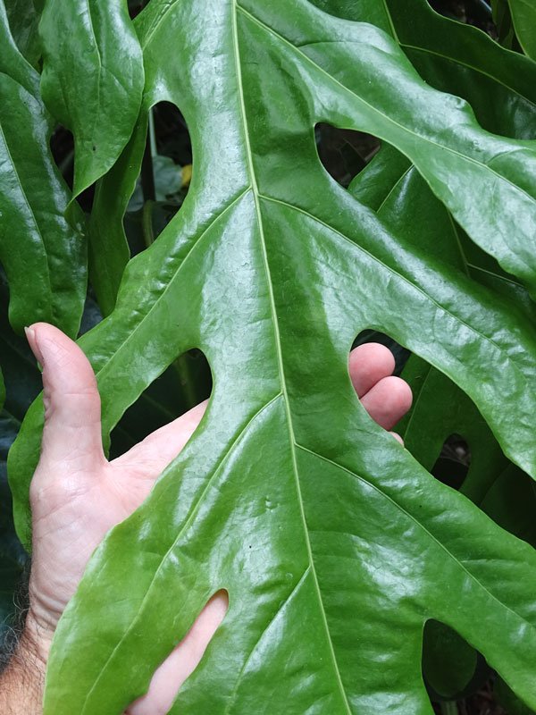Anthurium Clavigerum 3