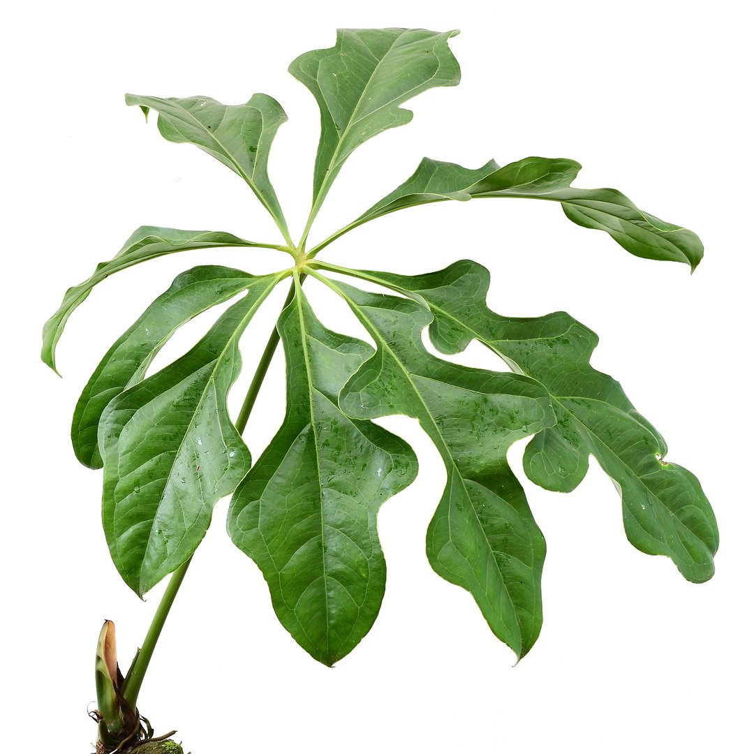 Anthurium Clavigerum 2