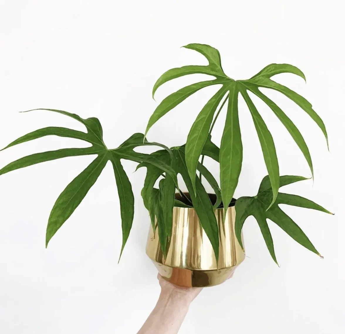 Anthurium Pedatoradiatum 2