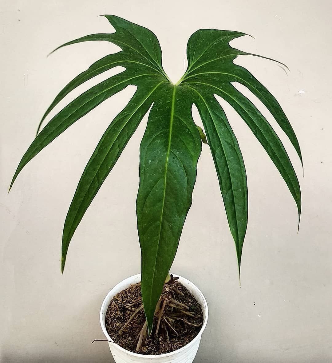 Anthurium Pedatoradiatum 3