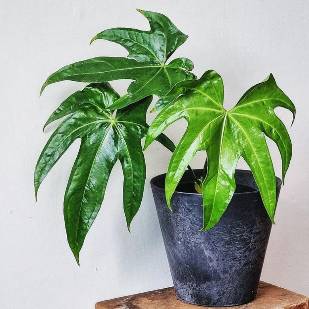 Anthurium Pedatoradiatum
