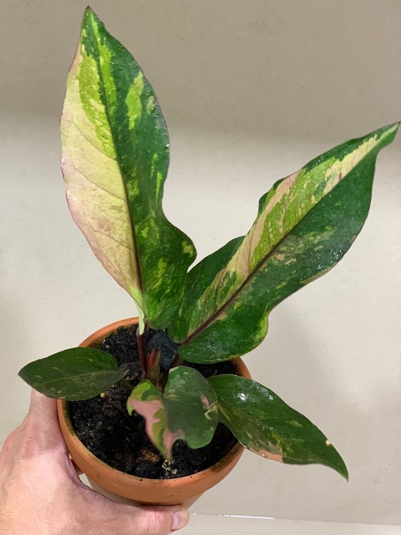 Anthurium Hookeri Variegated 3