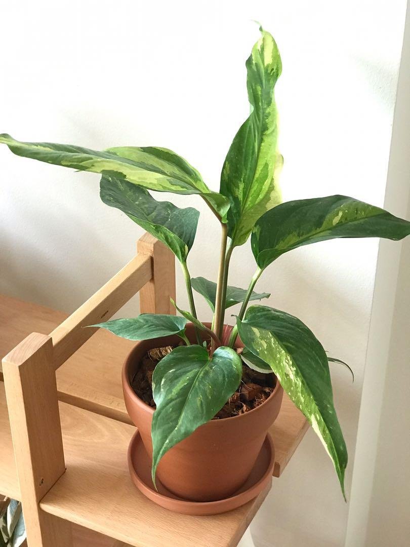 Anthurium Hookeri Variegated