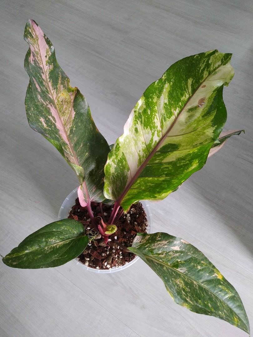 Anthurium Hookeri Variegated 2