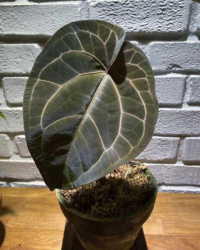 Anthurium King Ace of Spades 3