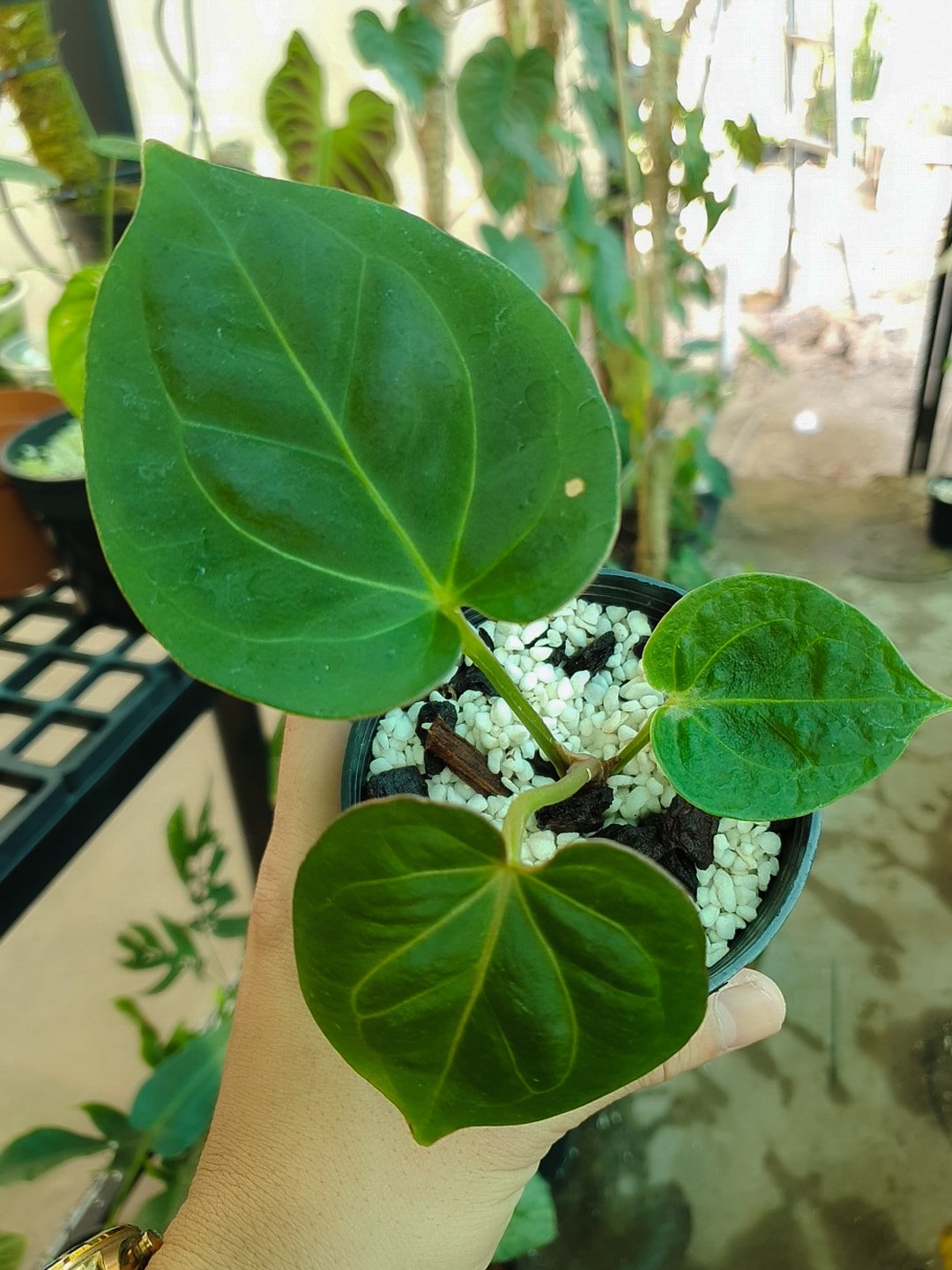 Anthurium King Ace of Spades 2