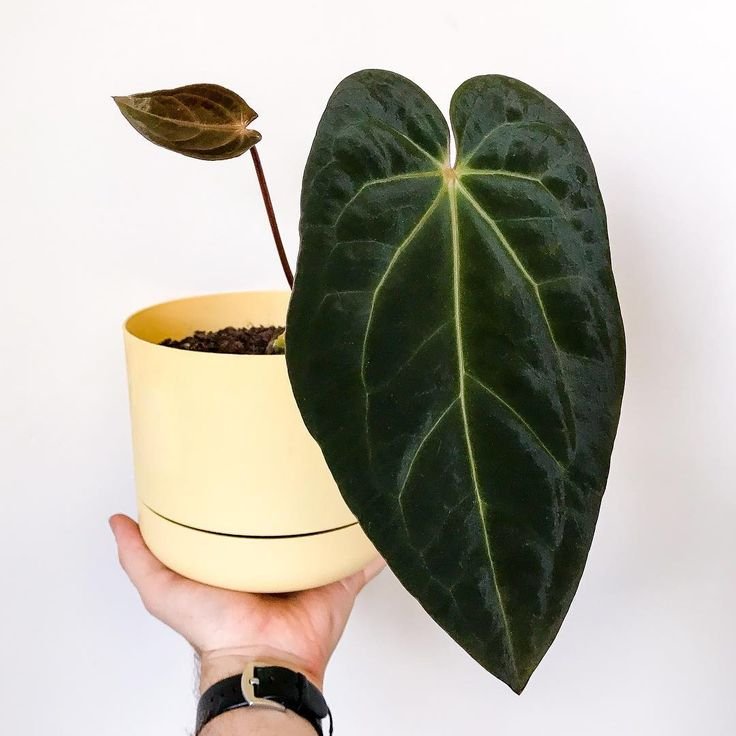 Anthurium King Ace of Spades