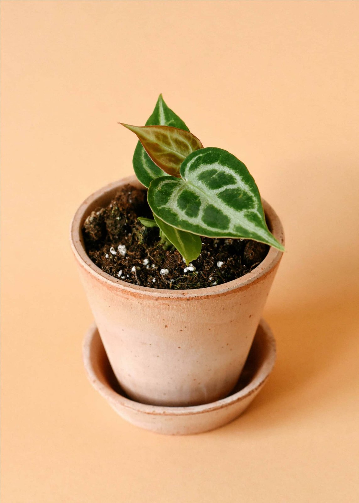 Anthurium Crystallinum Silver Blush 2