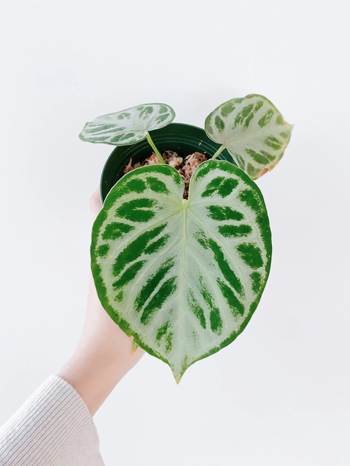 Anthurium Crystallinum Silver Blush
