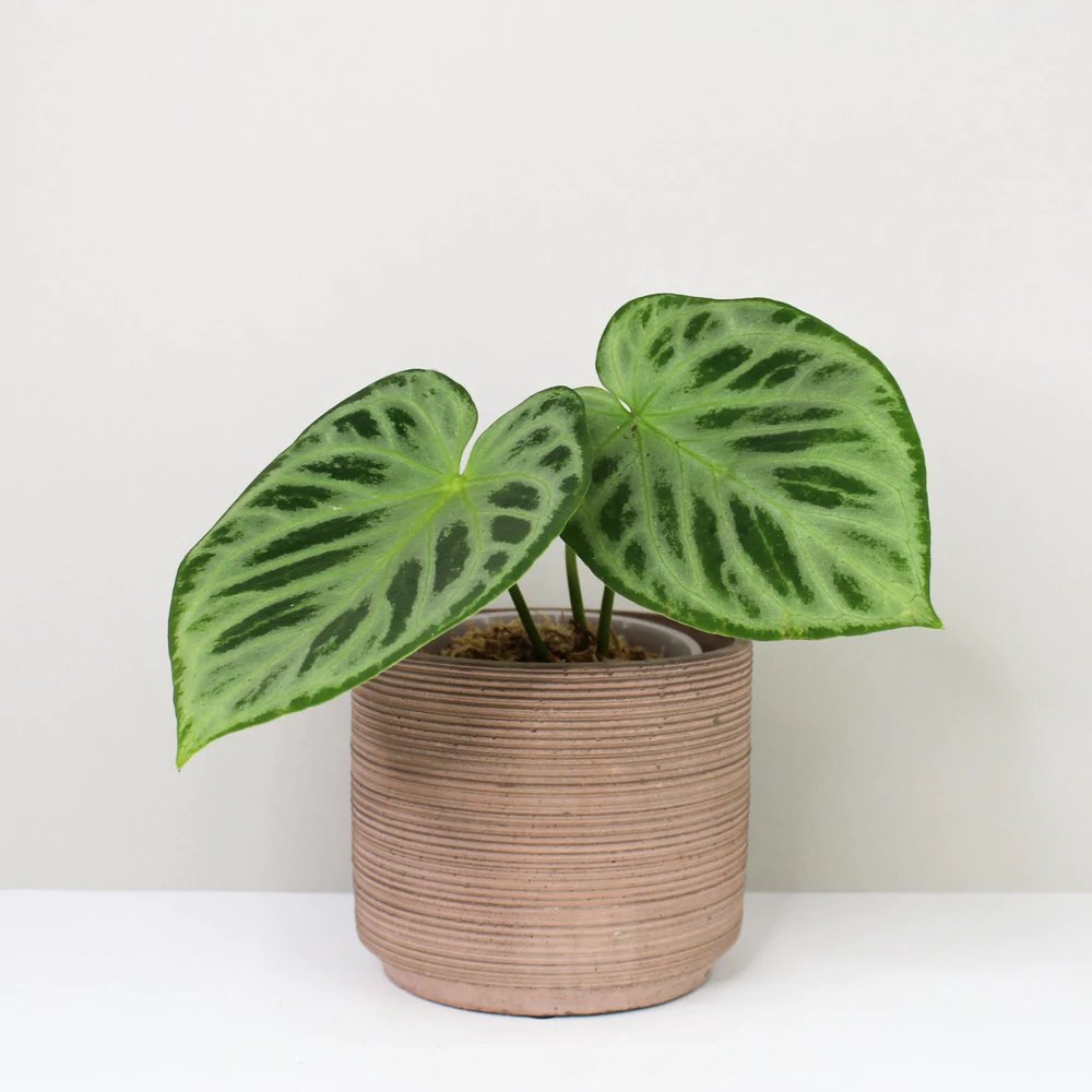 Anthurium Crystallinum Silver Blush 3
