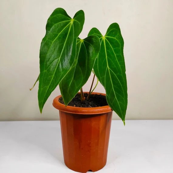 Anthurium Green Mamba
