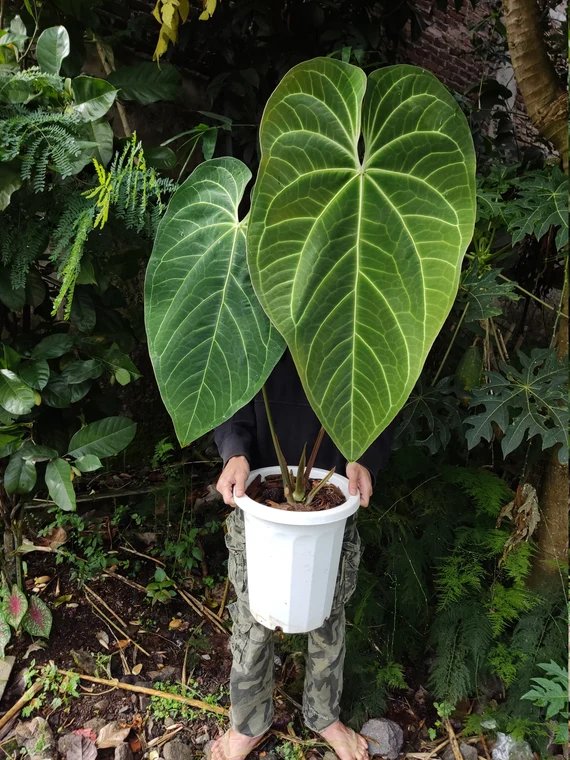 Anthurium Green Mamba 3