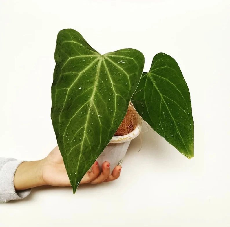 Anthurium Green Mamba 2