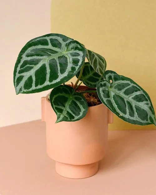 Anthurium Crystal Hope