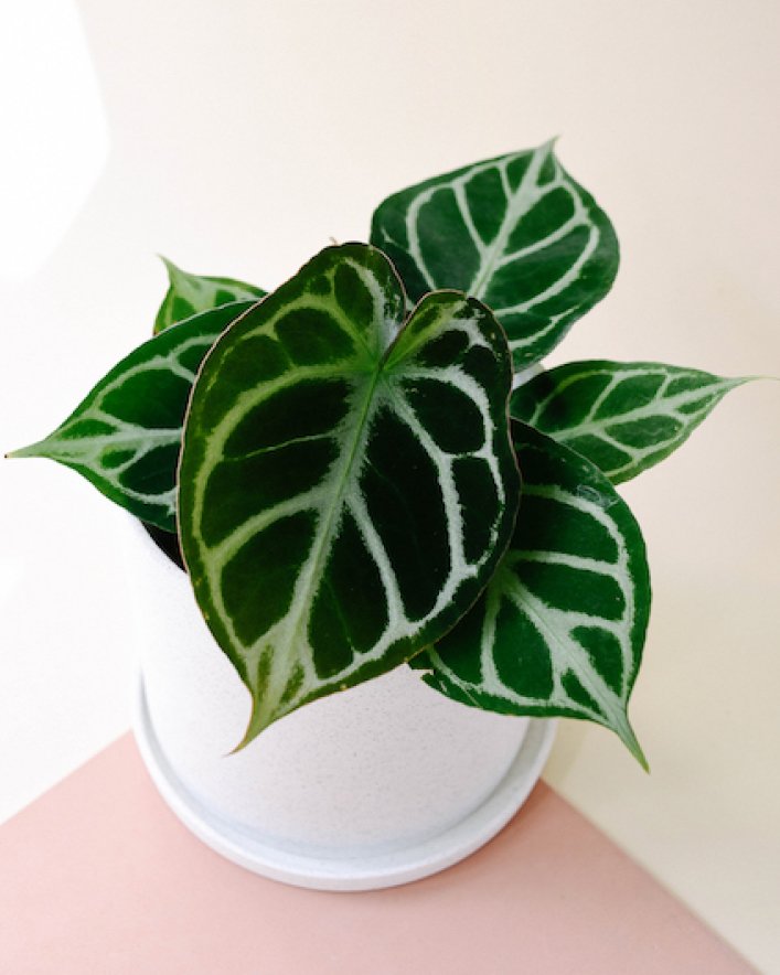 Anthurium Crystal Hope 2