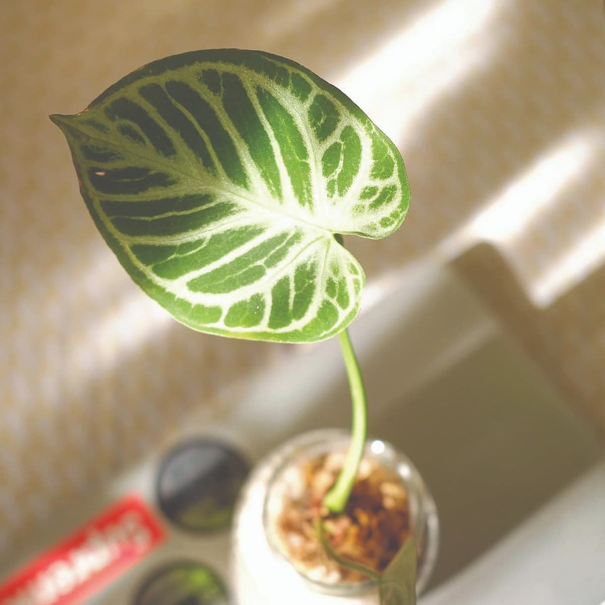 Anthurium Crystal Hope 3