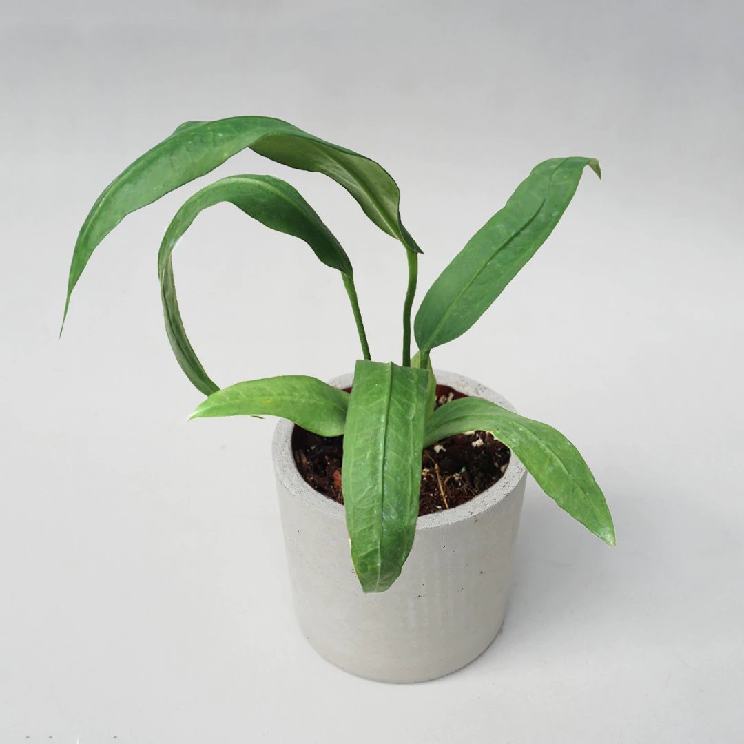 Anthurium Vittarifolium 2