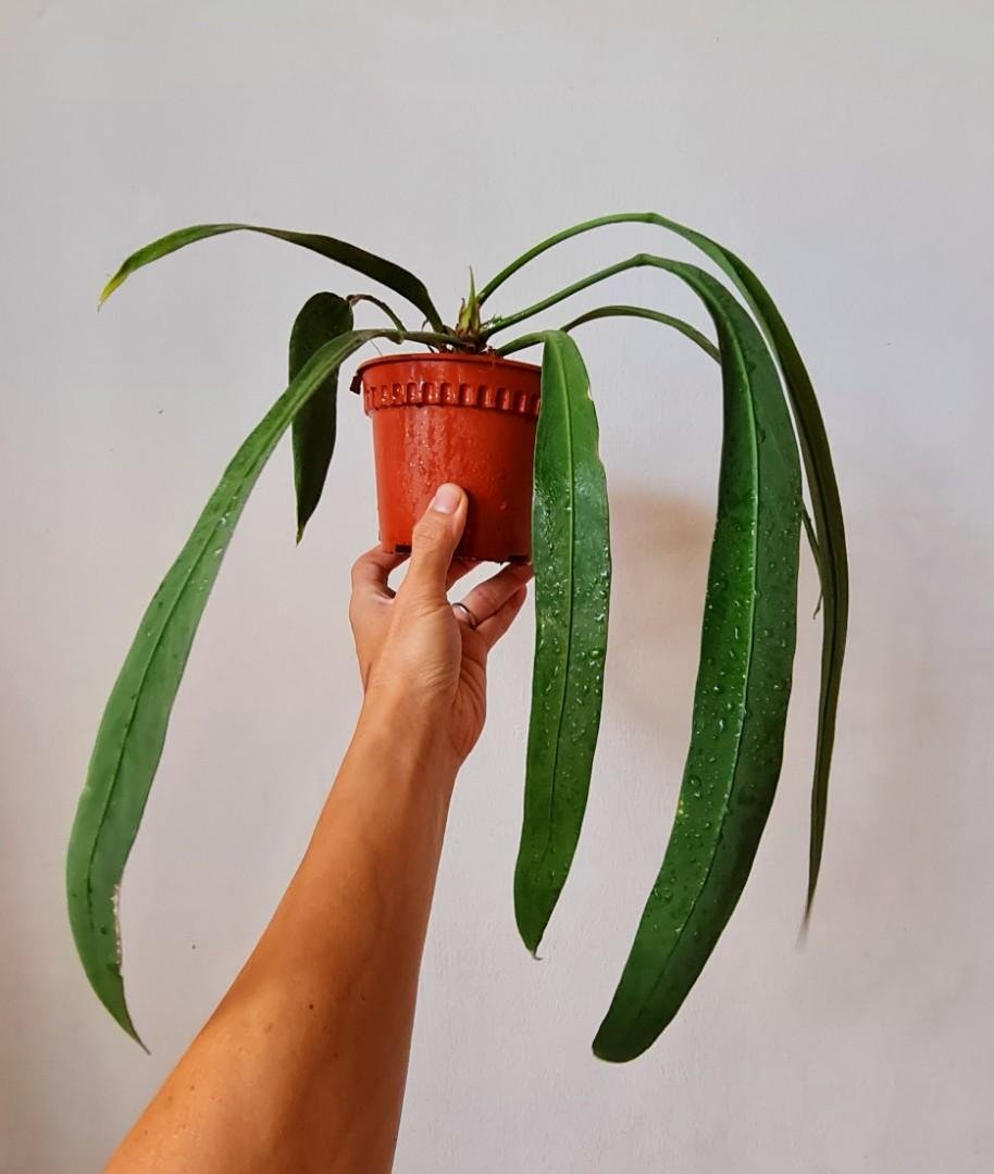 Anthurium Vittarifolium