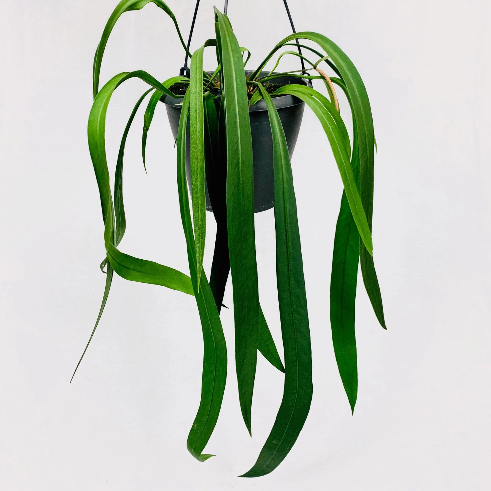 Anthurium Vittarifolium 3