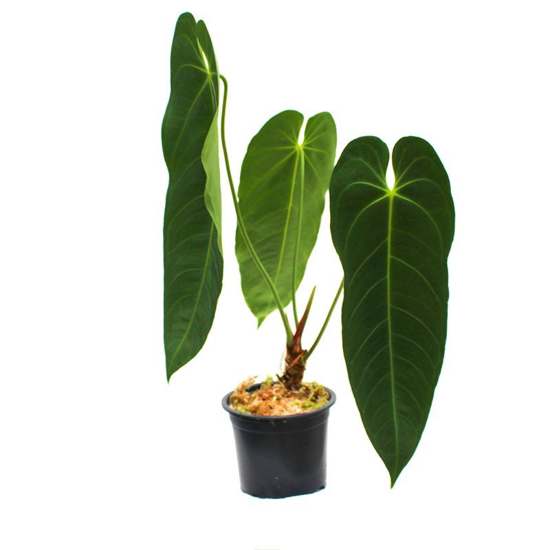 Anthurium Metallicum