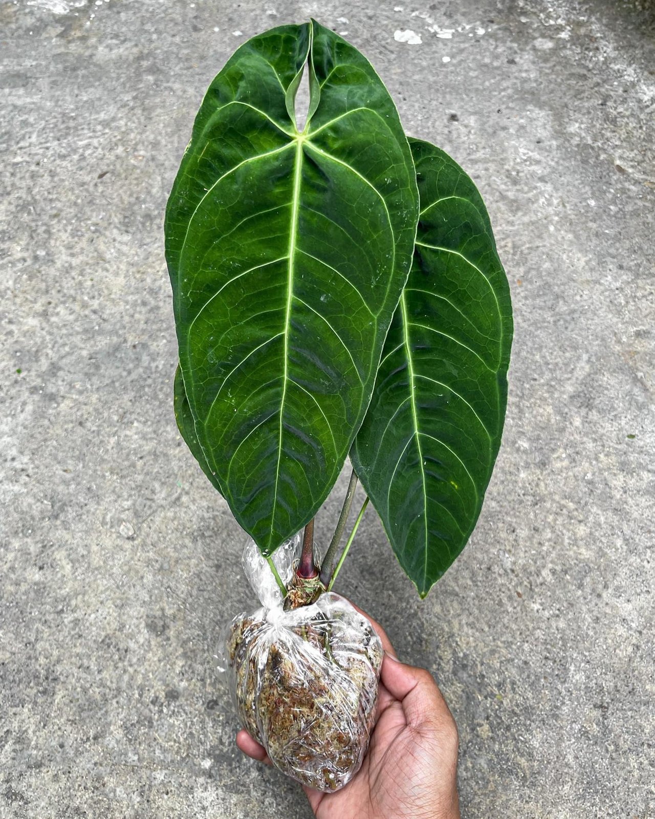 Anthurium Metallicum 3
