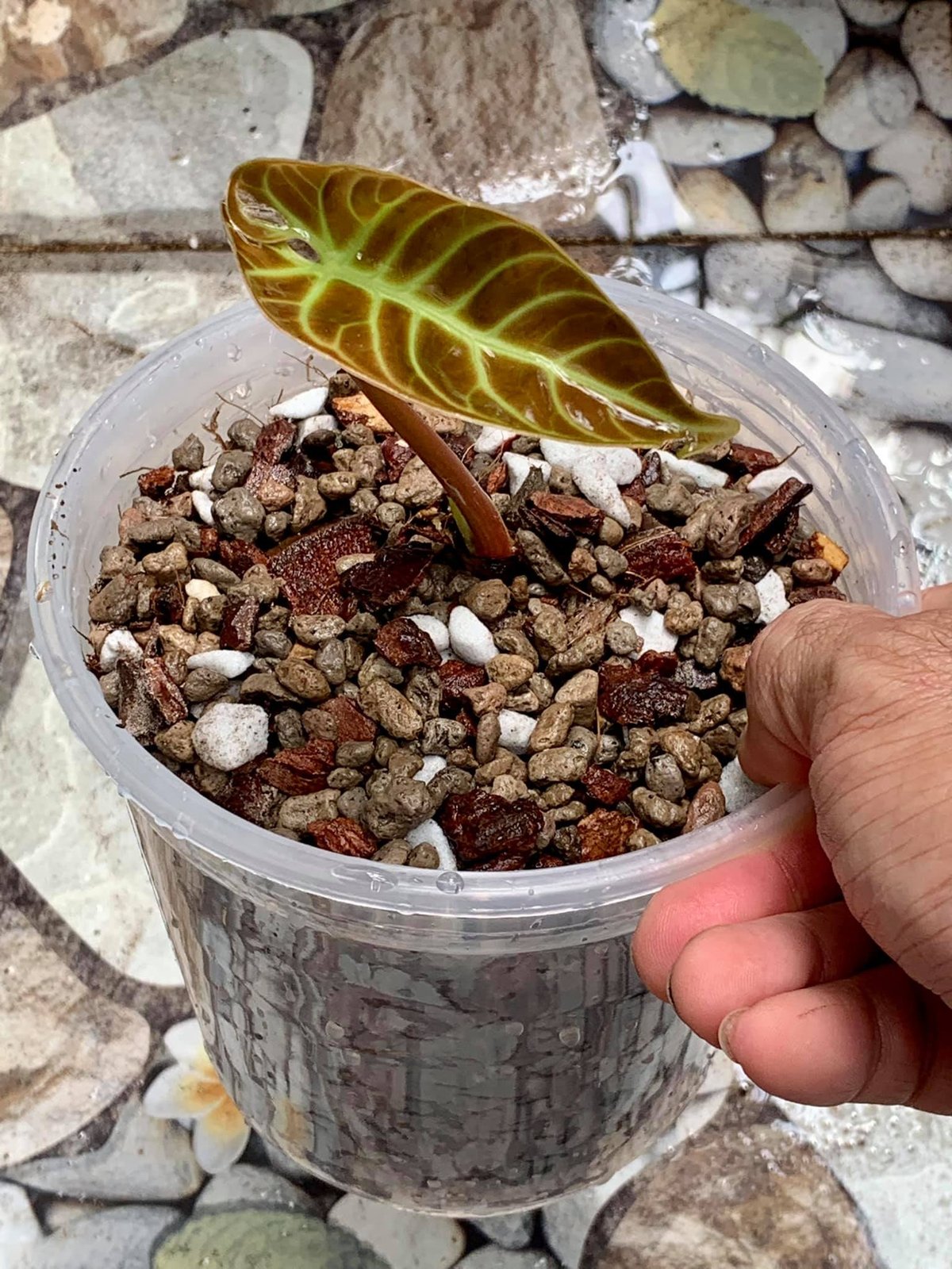 Anthurium Regale 3