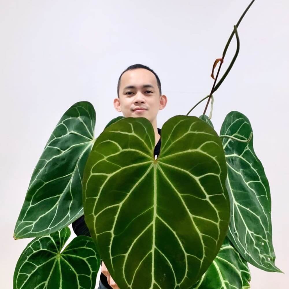 Anthurium Magnificum 3