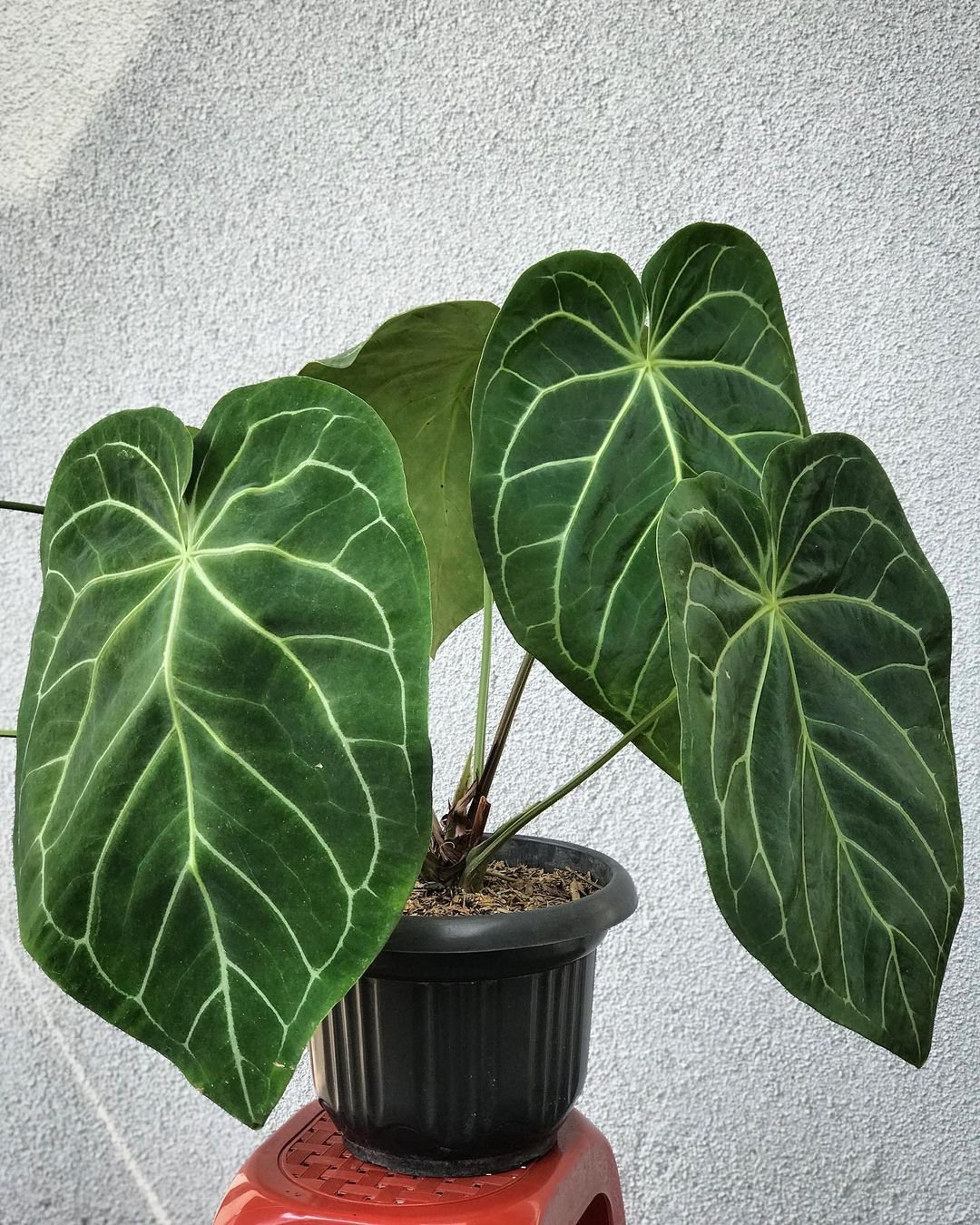 Anthurium Magnificum