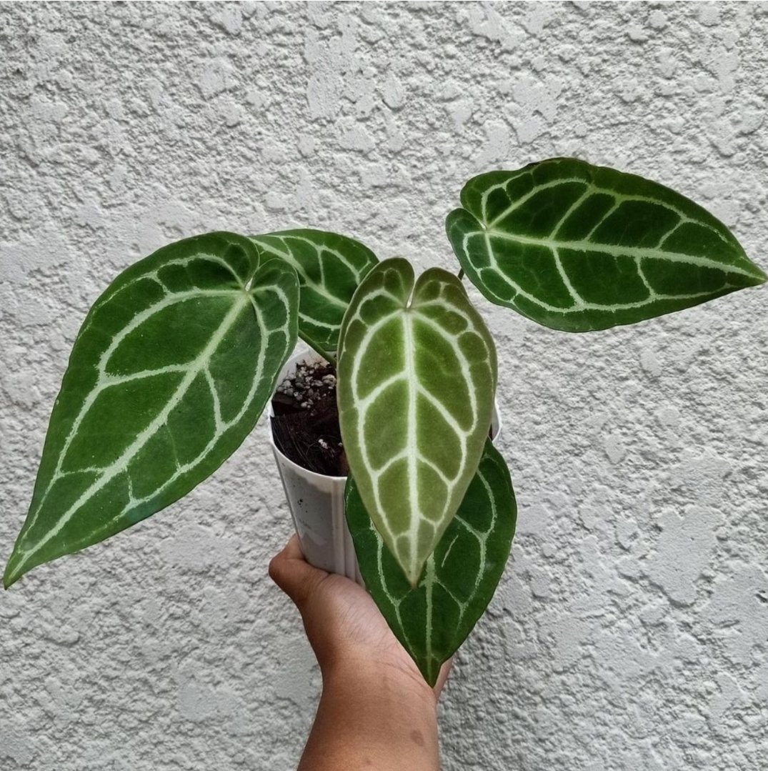 Anthurium Crystallinum 3