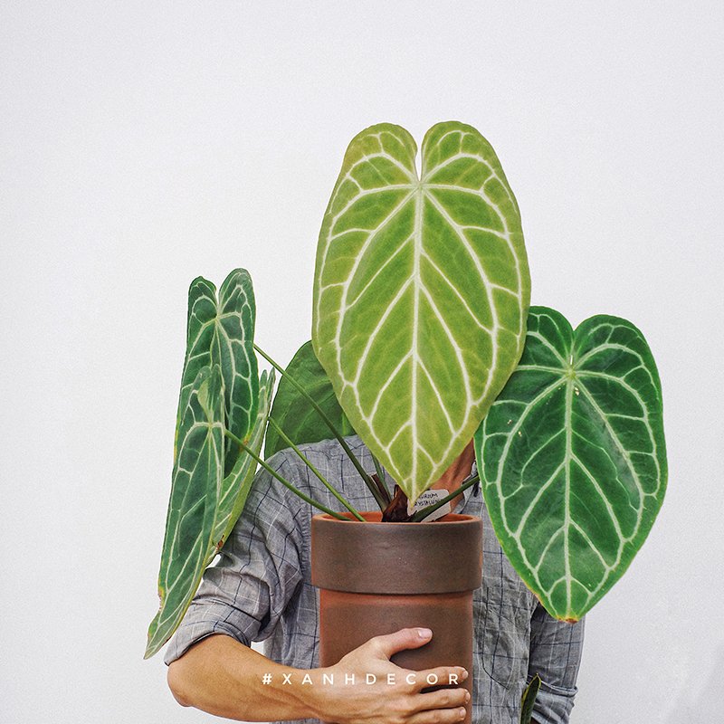 Anthurium Crystallinum