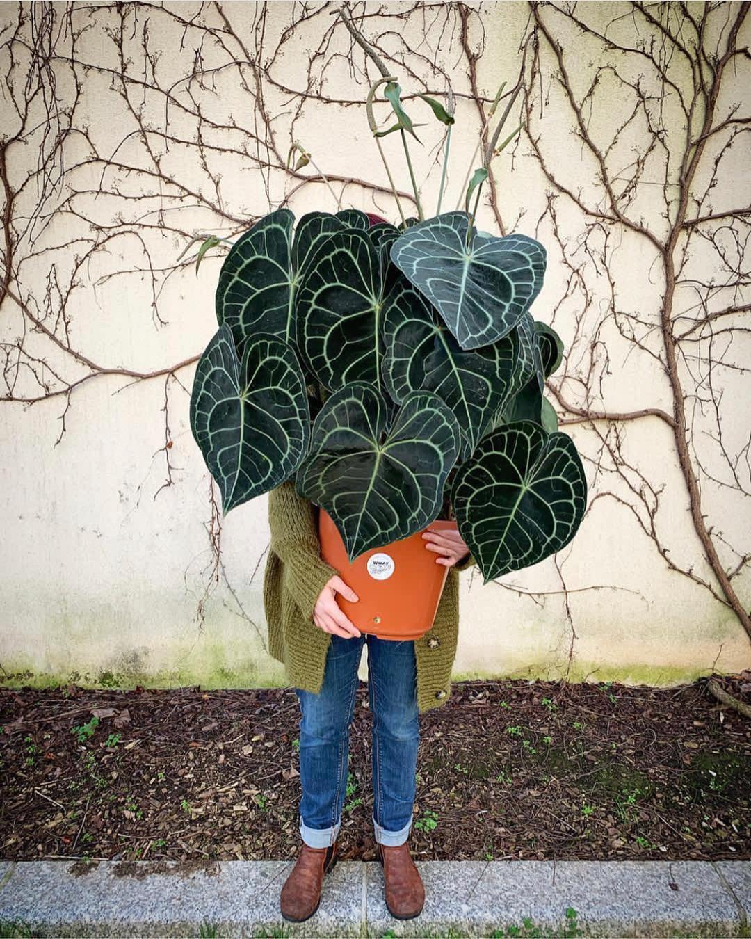 Anthurium Clarinervium 3
