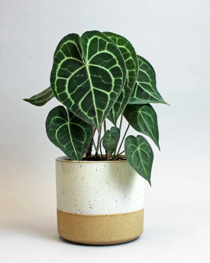 Anthurium Clarinervium