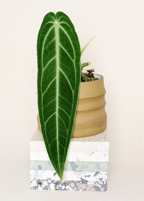 Anthurium Warocqueanum (Queen) 3