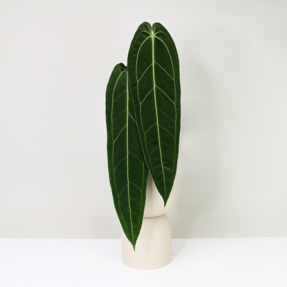 Anthurium Warocqueanum (Queen)