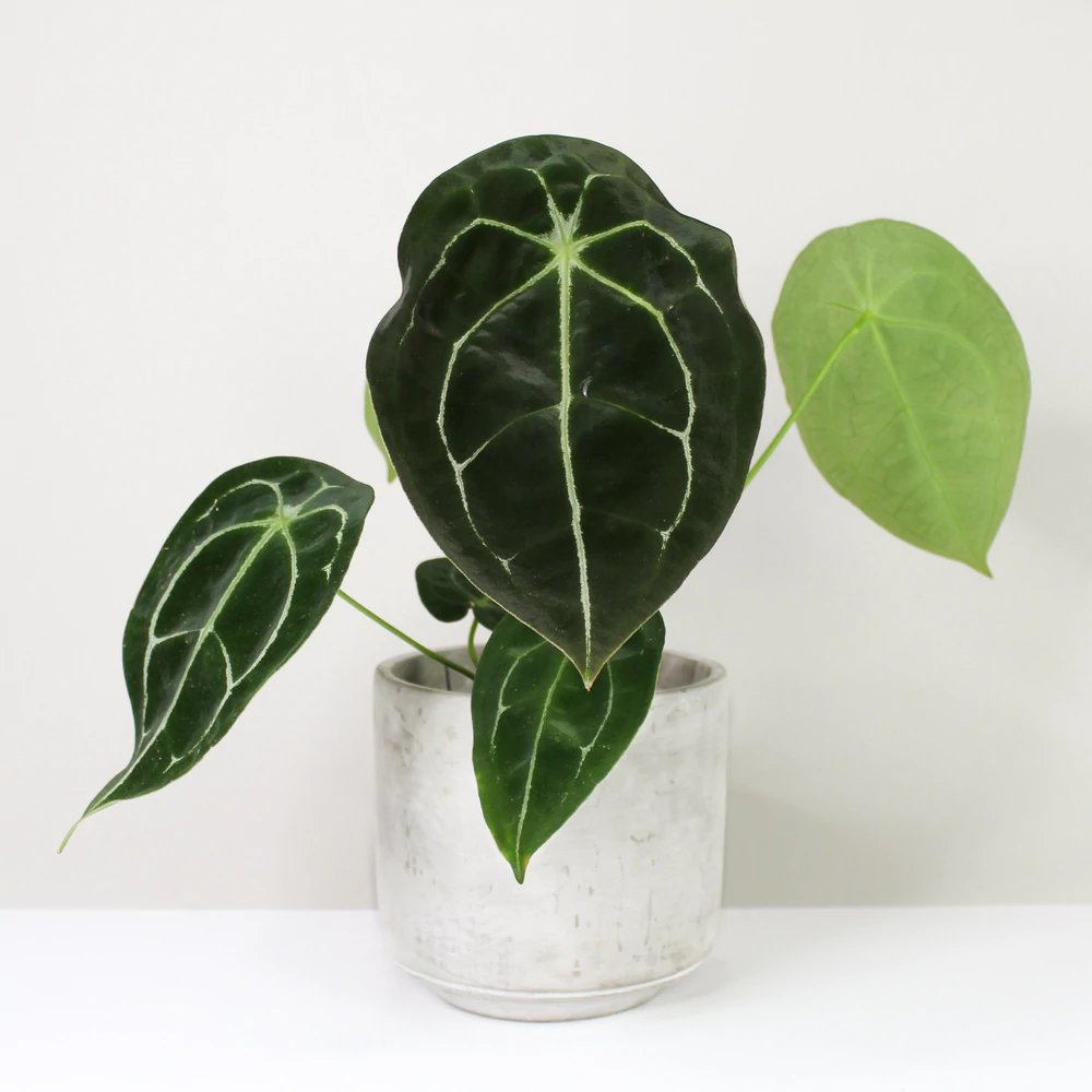Anthurium Forgetii